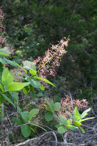 Cotinus obovatus #30